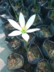 Zephyranthes candida