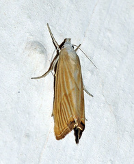 Xanthocrambus delicatellus