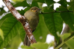 Foulehaio carunculatus