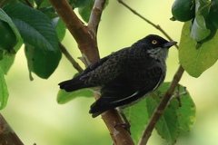 Aplonis tabuensis brevirostris