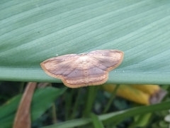 Drapetodes mitaria
