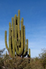 Trichocereus terscheckii