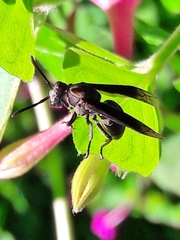 Parachartergus fraternus