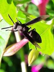 Parachartergus fraternus