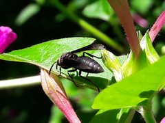 Parachartergus fraternus