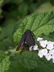 Ctenucha rubriceps