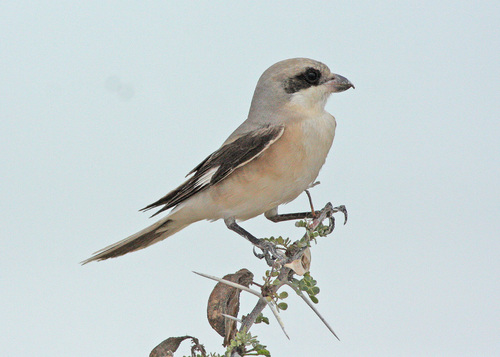Lesser Grey Shrike