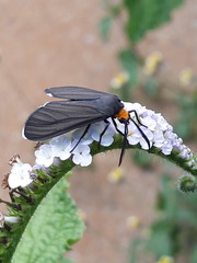 Ctenucha rubriceps