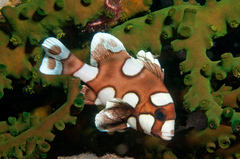 Harlequin Sweetlip photo 2