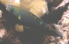 Halichoeres melanurus
