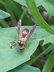 Polybia chrysothorax