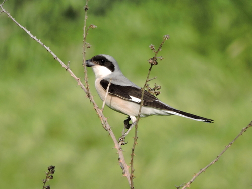 Lesser Grey Shrike
