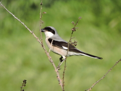 Lesser Grey Shrike photo 3