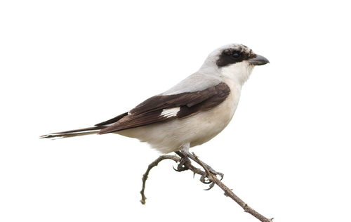 Lesser Grey Shrike