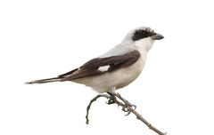 Lesser Grey Shrike photo 4