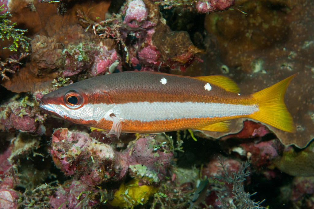 Two-Spot Banded Snapper