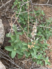 Ocimum filamentosum