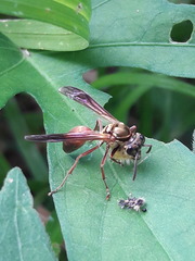 Polybia chrysothorax