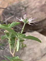 Ocimum filamentosum