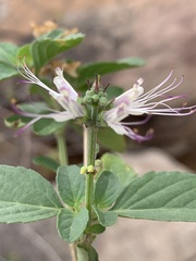 Ocimum filamentosum