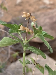 Ocimum filamentosum