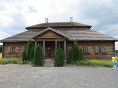 Thuja occidentalis