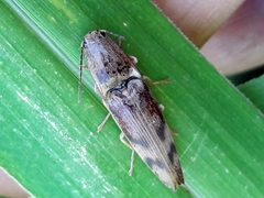 Conoderus fuscofasciatus