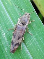 Conoderus fuscofasciatus