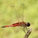 Tramea transmarina - Photo (c) Bird Explorers, algunos derechos reservados (CC BY-NC), subido por Bird Explorers