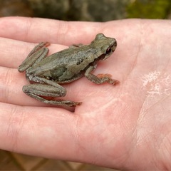 Litoria dentata