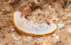 Goniobranchus daphne image