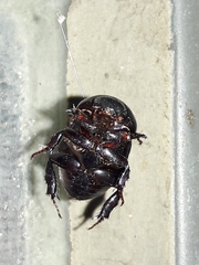 Euetheola