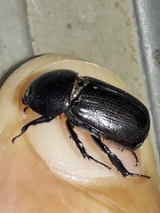 Euetheola