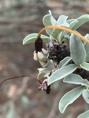 Sesamothamnus lugardii