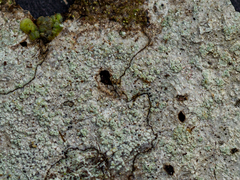 Buellia griseovirens