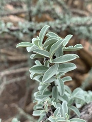 Sesamothamnus lugardii