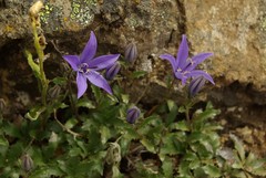 Campanula piperi