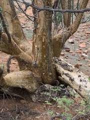 Sesamothamnus lugardii