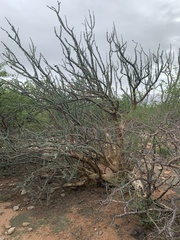 Sesamothamnus lugardii