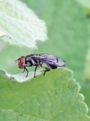 Senopterina