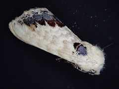 Phalera flavescens