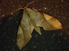 Clanis bilineata