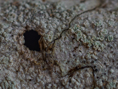 Buellia griseovirens