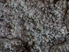 Buellia griseovirens