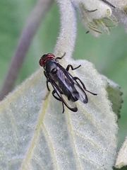 Senopterina