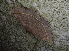 Paracolax trilinealis