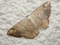Peratostega deletaria