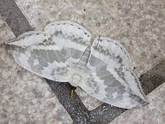 Cyclidia substigmaria nigralbata