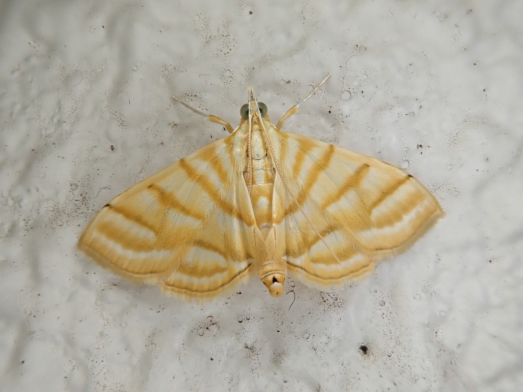 Pagyda quinquelineata