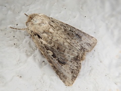 Spodoptera depravata